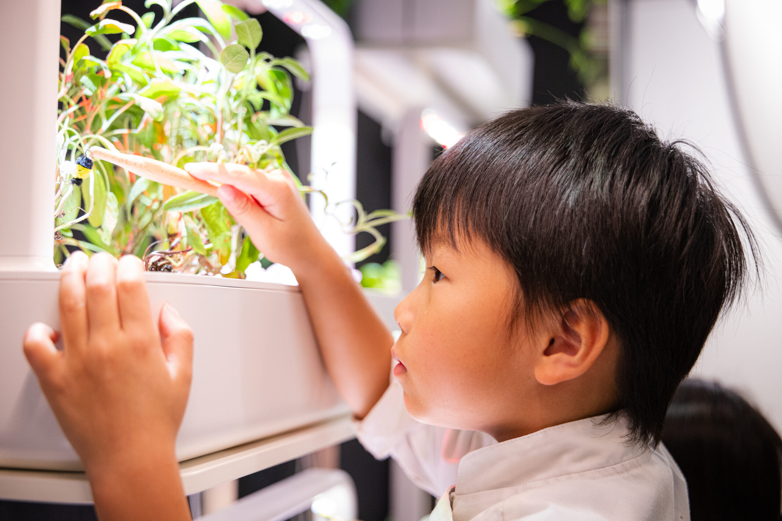 Student observing C&G Smart Garden at Little Kitchen Academy