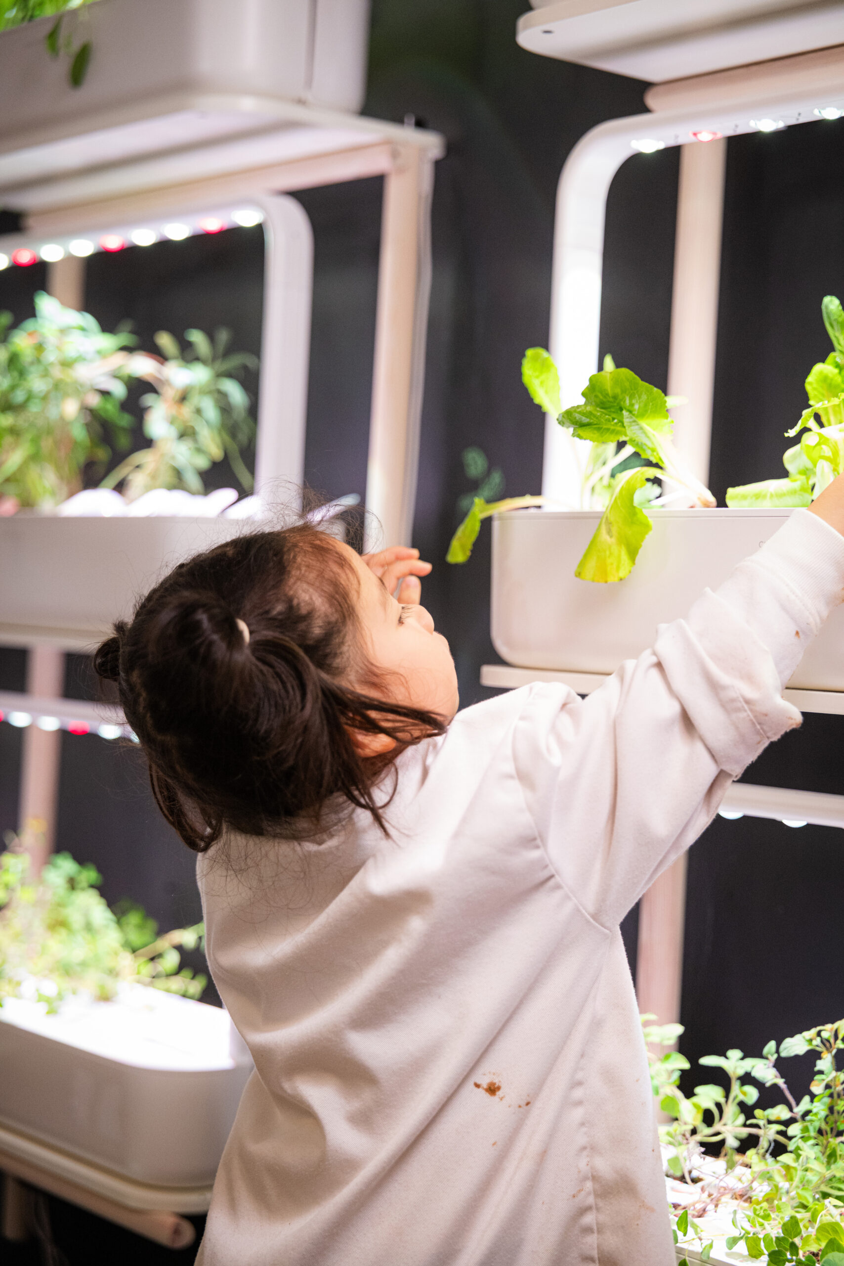 Student picking fresh herbs from the Click and Grow Smart Gardens at Little Kitchen Academy