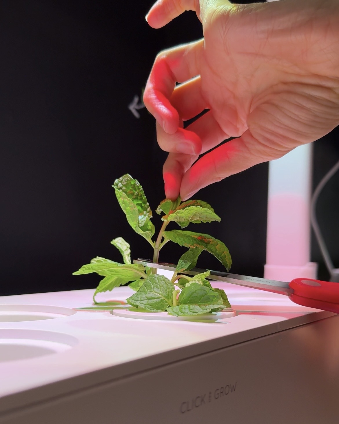 Mint Harvesting from C&G Smart Garden